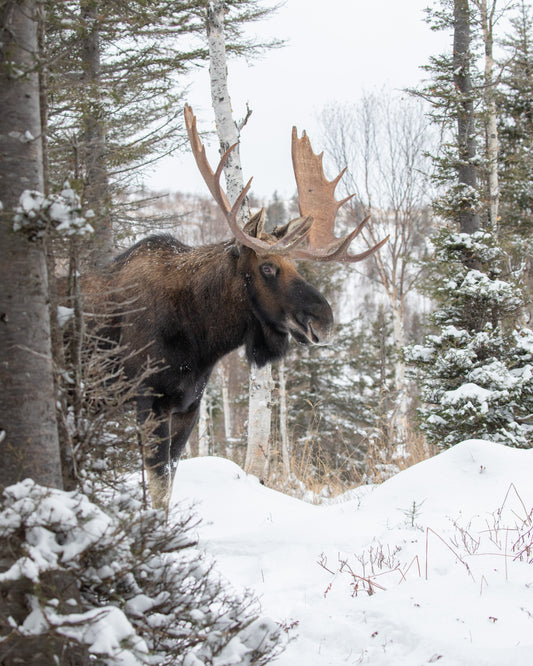 Grand orignal mâle aux imposants bois dans une forêt enneigée des régions montagneuses de la Gaspésie, au Québec.