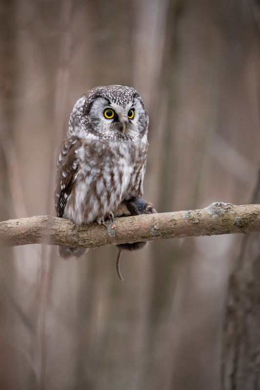 yctale de Tengmalm aux grands yeux jaunes, perchée sur une branche avec un petit rongeur capturé pendant la nuit, dans une forêt du Québec.