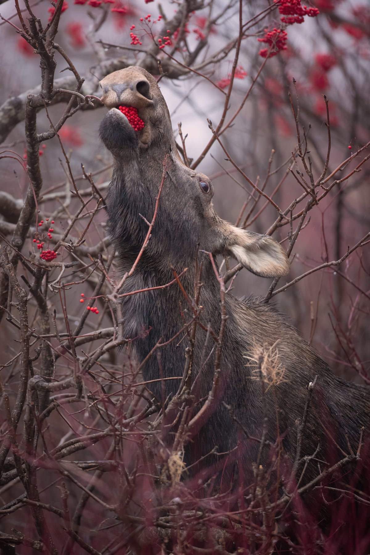 Orignal étirant son cou pour manger des baies rouges au milieu des branches.