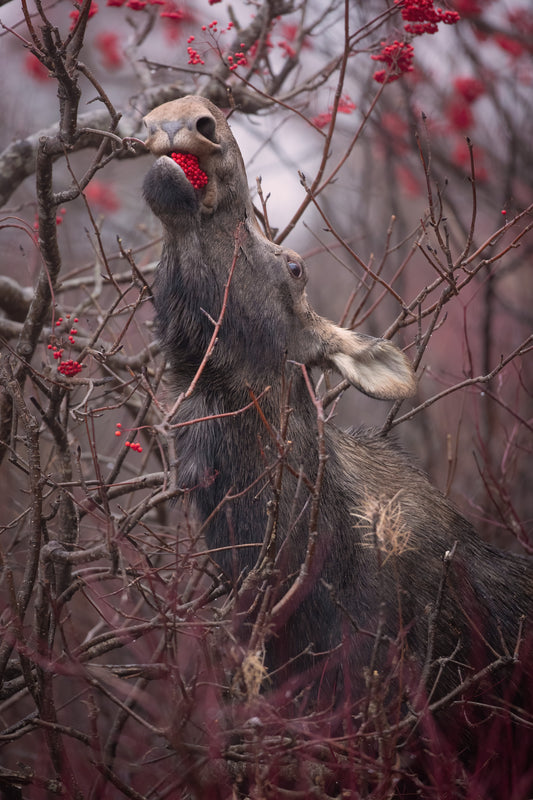 Orignal étirant son cou pour manger des baies rouges au milieu des branches.