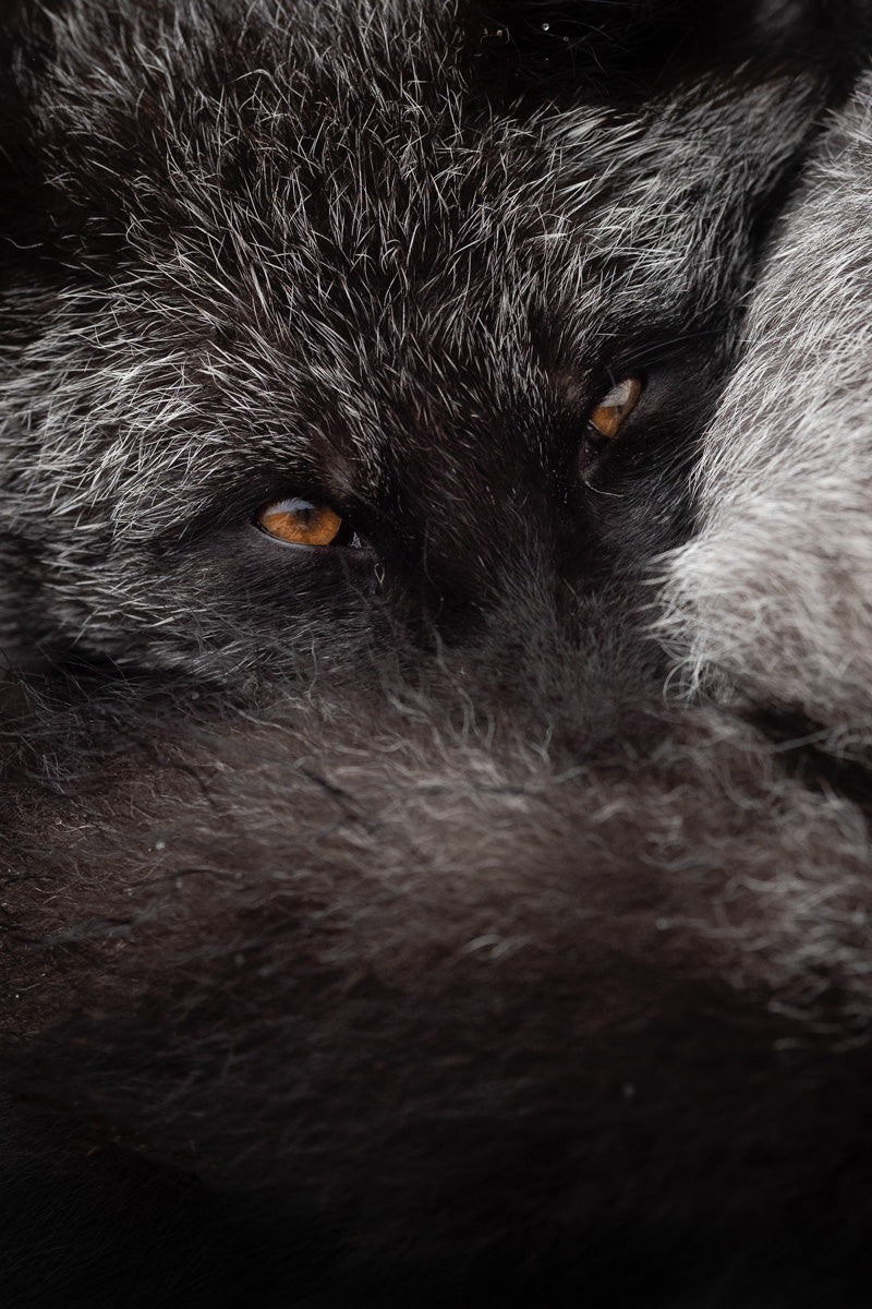 Portrait rapproché d’un renard argenté au pelage noir et gris, avec les yeux ambrés fixant l’objectif.