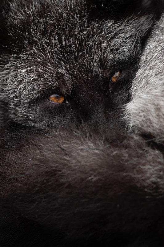 Portrait rapproché d’un renard argenté au pelage noir et gris, avec les yeux ambrés fixant l’objectif.