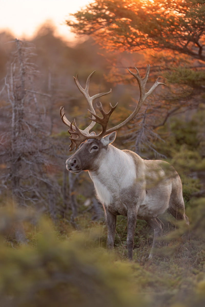 Caribou aux grands bois photographié dans une forêt sous une lumière chaude de fin de journée.