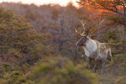 Caribou aux grands bois photographié dans une forêt sous une lumière chaude de fin de journée.