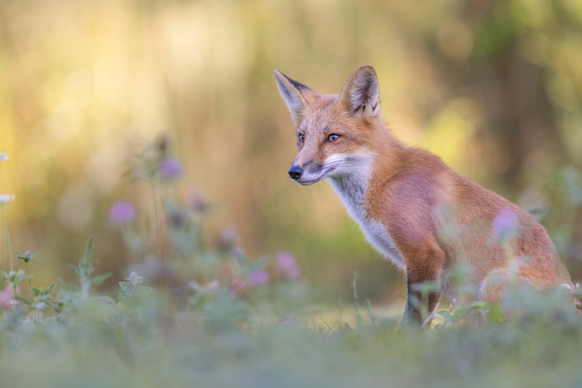 Renard roux assis au milieu des fleurs sauvages dans la douce lumière dorée d’une matinée d’été.