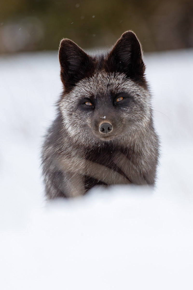 Renard argenté adulte assis dans la neige, au pelage noir et argenté et au regard ambré.