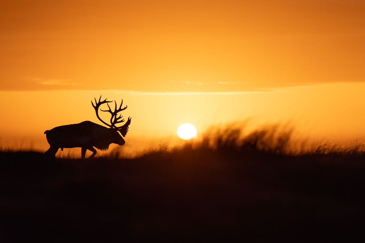 Grand caribou marchant dans la toundra devant un soleil couchant aux teintes dorées.
