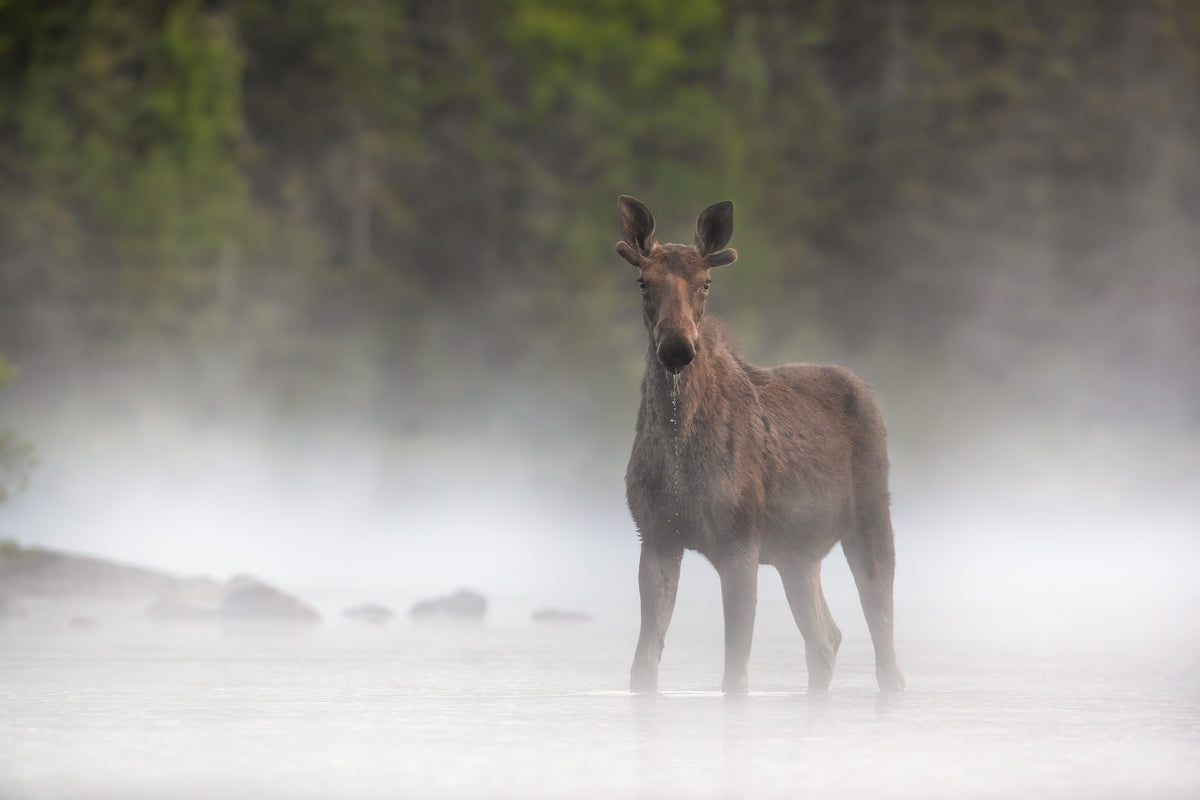 Jeune orignal mâle debout dans un lac enveloppé de brume aux premières lumières du matin.