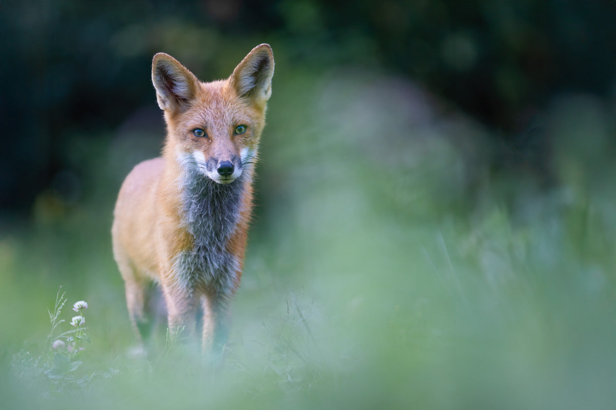 Renard roux au petit matin dans une prairie couverte de rosée, entouré d’une douce végétation verte.