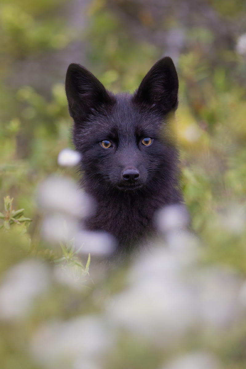 Portrait d’un jeune renard argenté au pelage noir et aux yeux ambrés, entouré de végétation printanière.