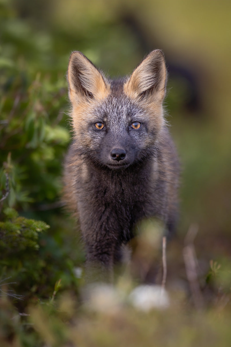 Portrait d’un jeune renard croisé au pelage sombre nuancé de roux et de gris, regardant vers l’objectif au milieu de la végétation.