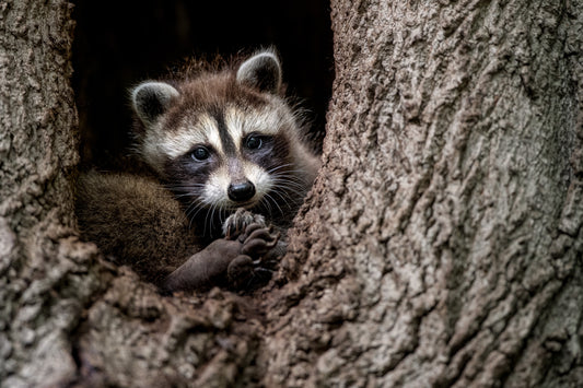 Bébé raton laveur installé dans le creux d’un arbre, regardant avec curiosité vers l’objectif.