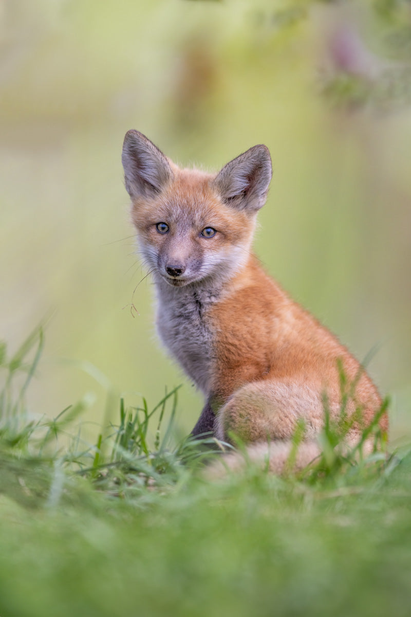 Jeune renardeau roux assis dans l’herbe au printemps, observant son environnement avec curiosité.
