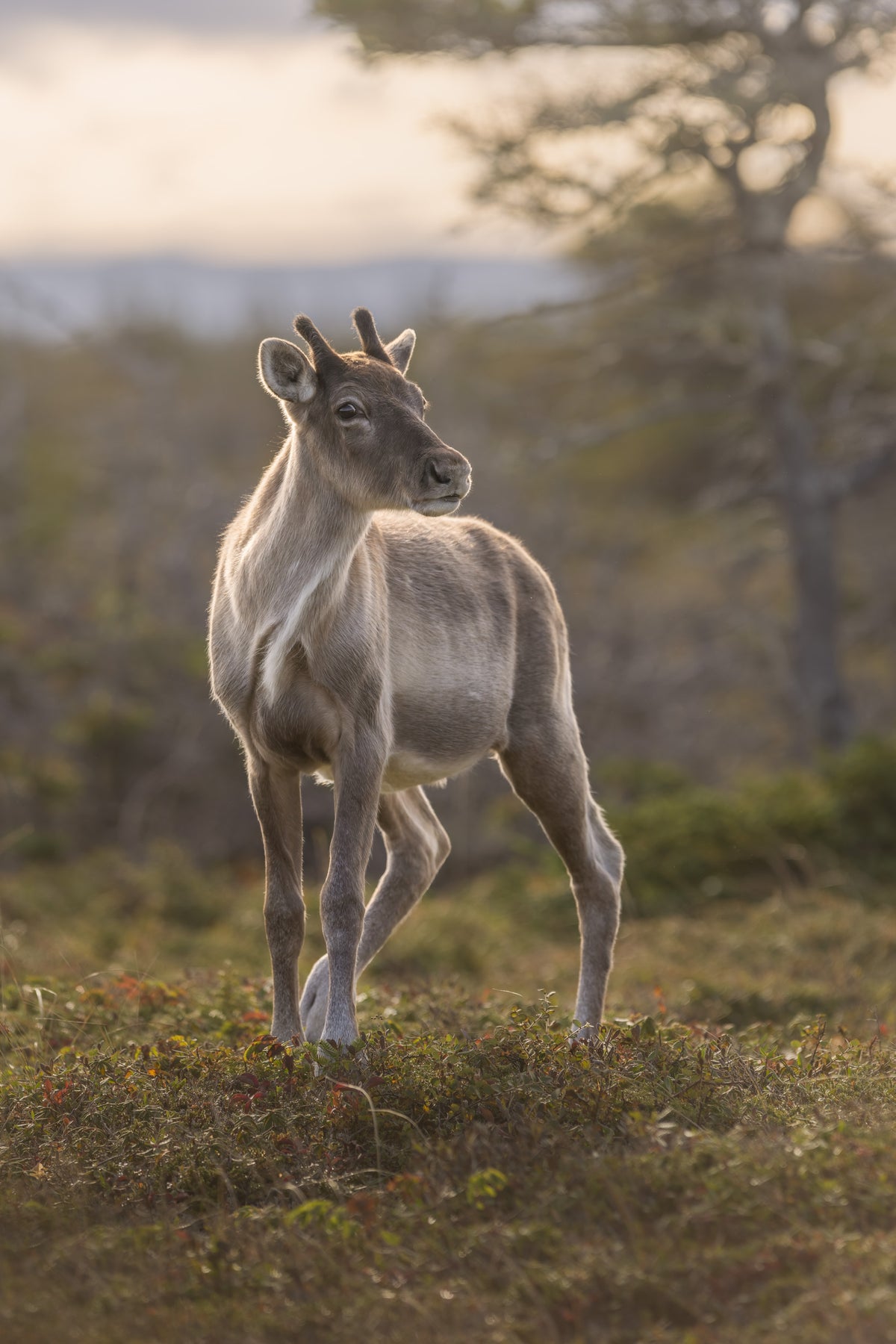 Jeune caribou de l’année aux petits bois en velours, photographié dans une douce lumière matinale.