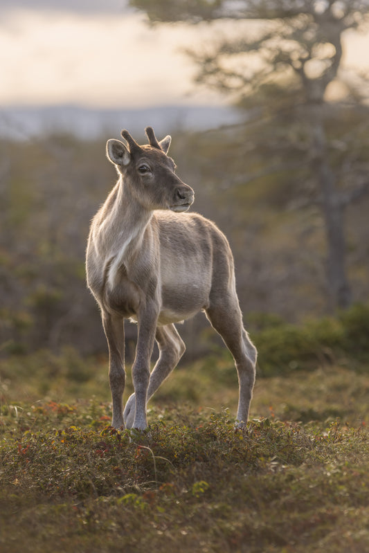 Jeune caribou de l’année aux petits bois en velours, photographié dans une douce lumière matinale.