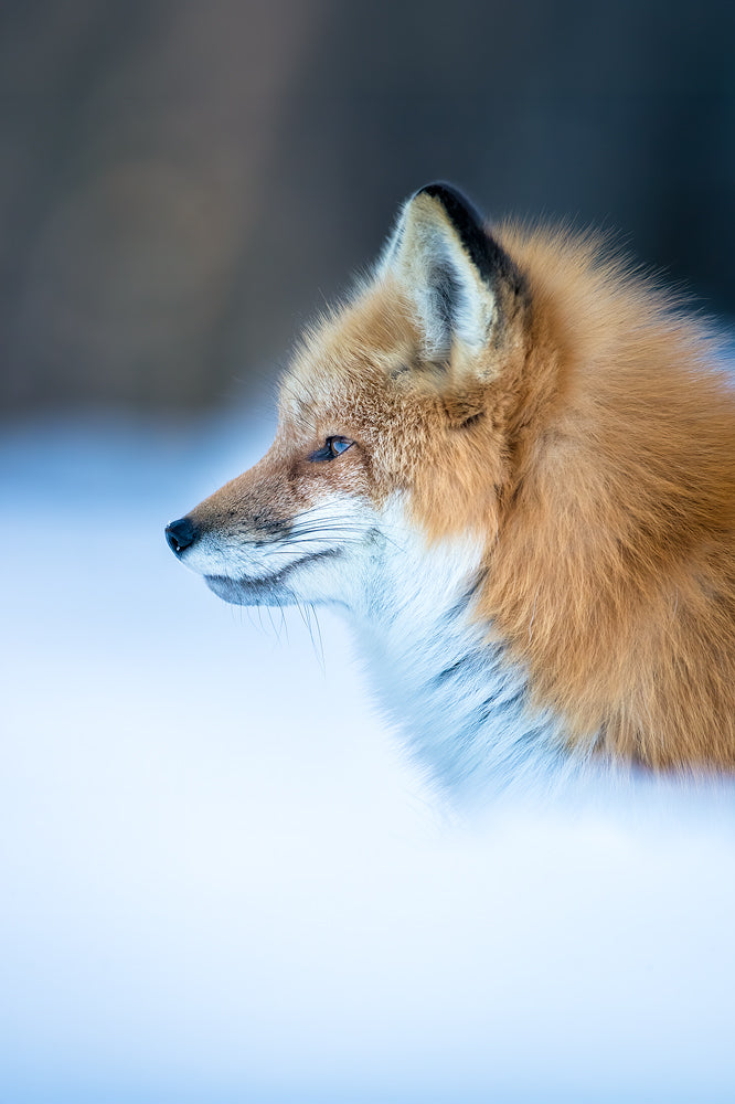 Portrait de profil d’un renard roux dans la neige, observant au loin dans une douce lumière hivernale.