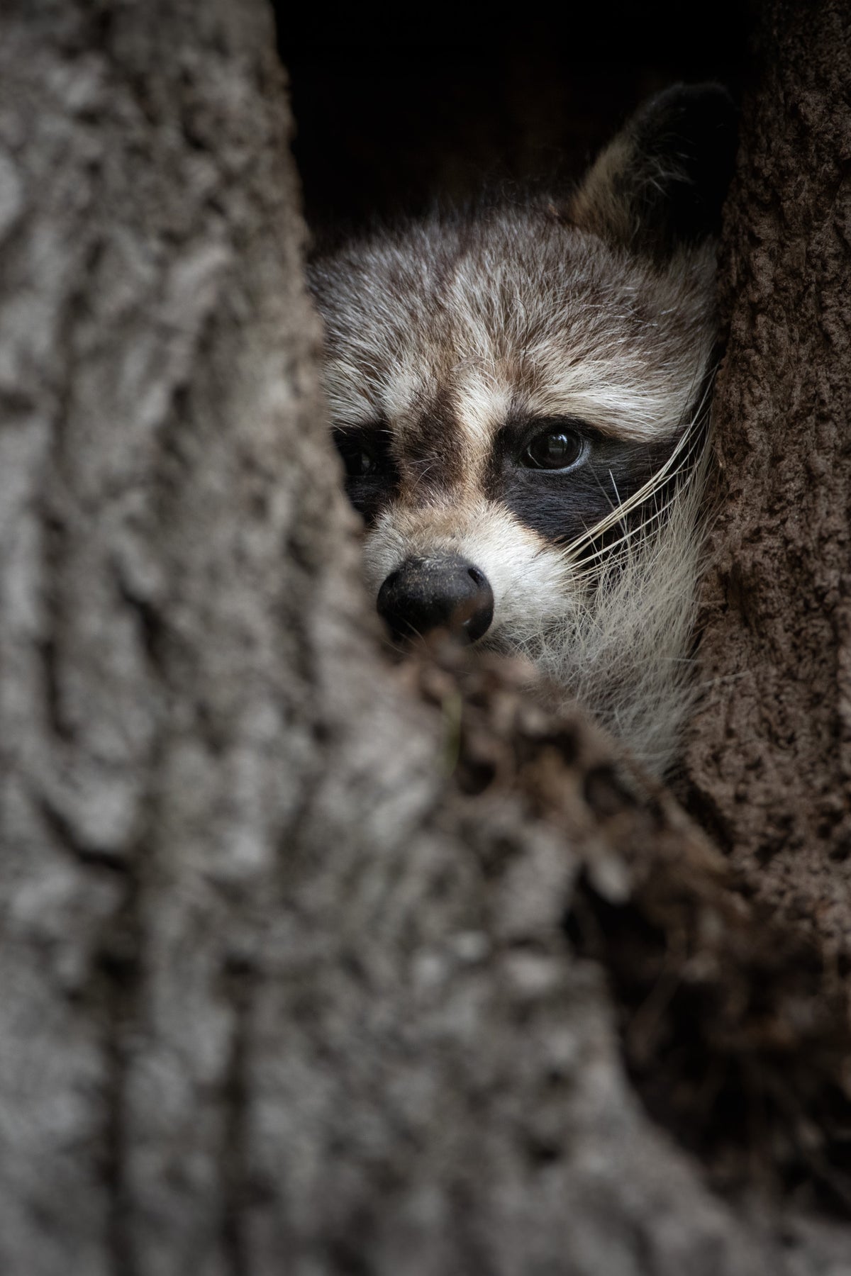 Portrait rapproché d’un raton laveur caché dans le creux d’un arbre, photographie en format vertical.
