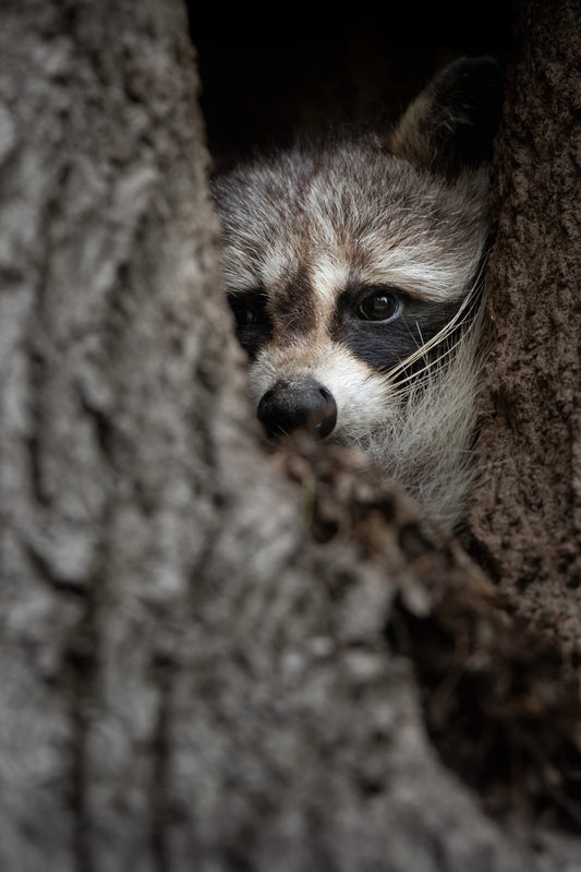 Portrait rapproché d’un raton laveur caché dans le creux d’un arbre, photographie en format vertical.