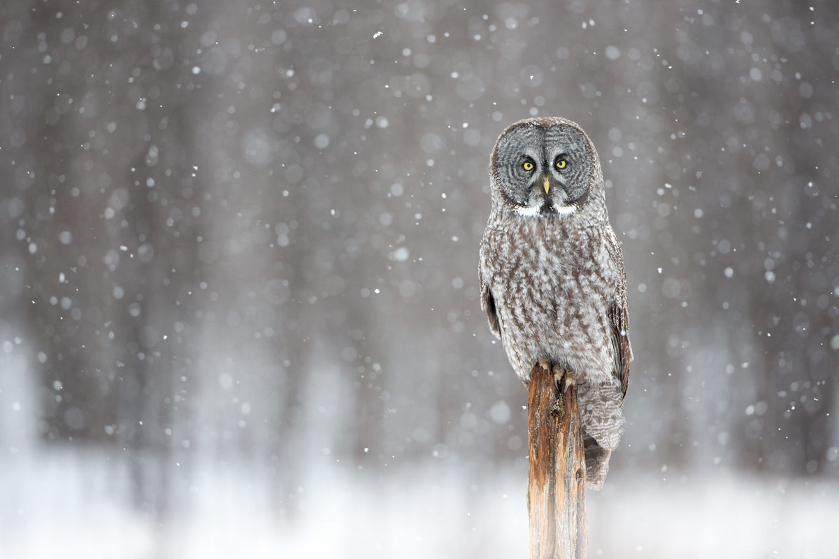 Chouette lapone perchée sur un tronc au milieu d'une tempête de neige dans une forêt du Québec.