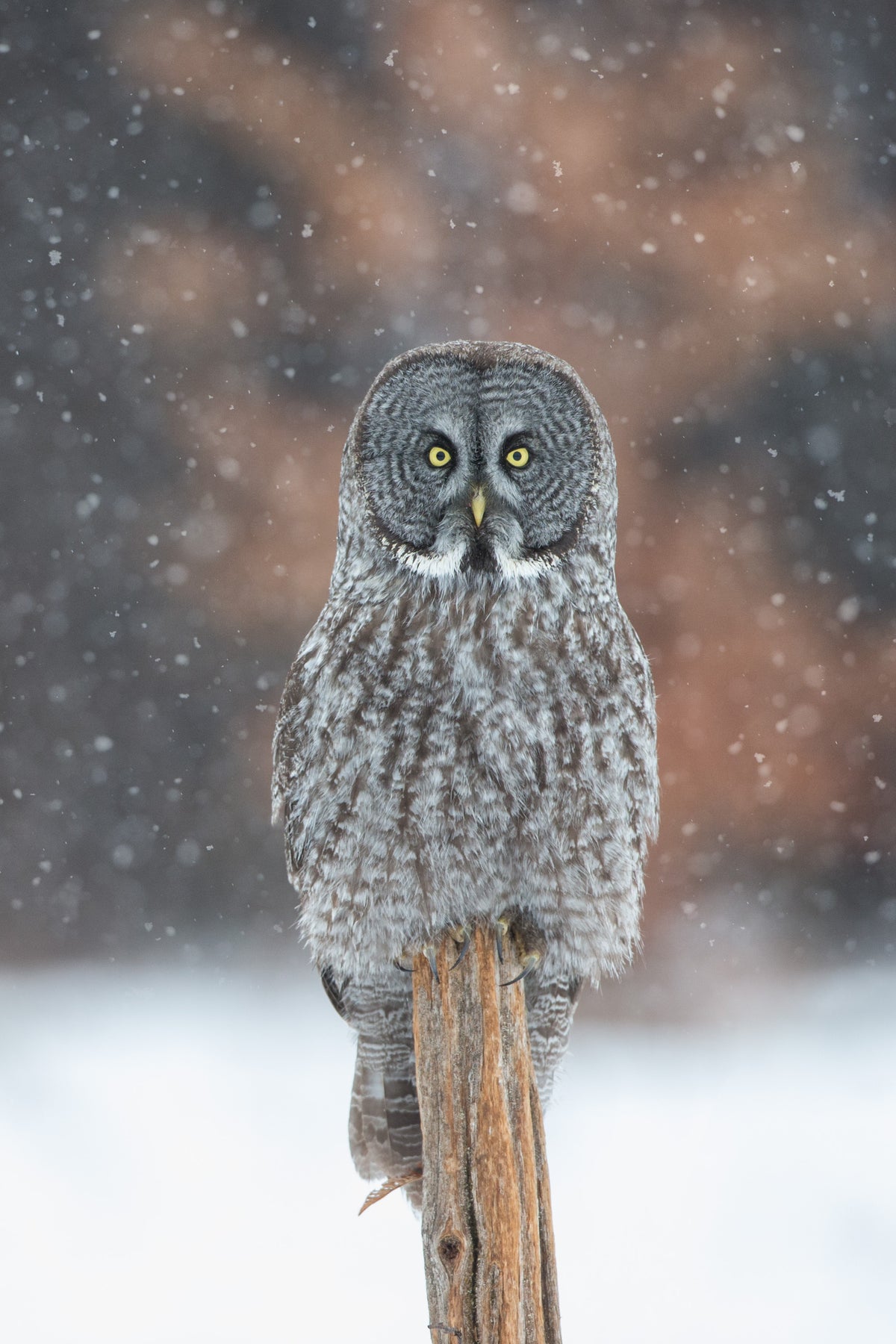 Portrait vertical d'une chouette lapone aux yeux jaunes, perchée sur un tronc de bois au milieu des flocons de neige.