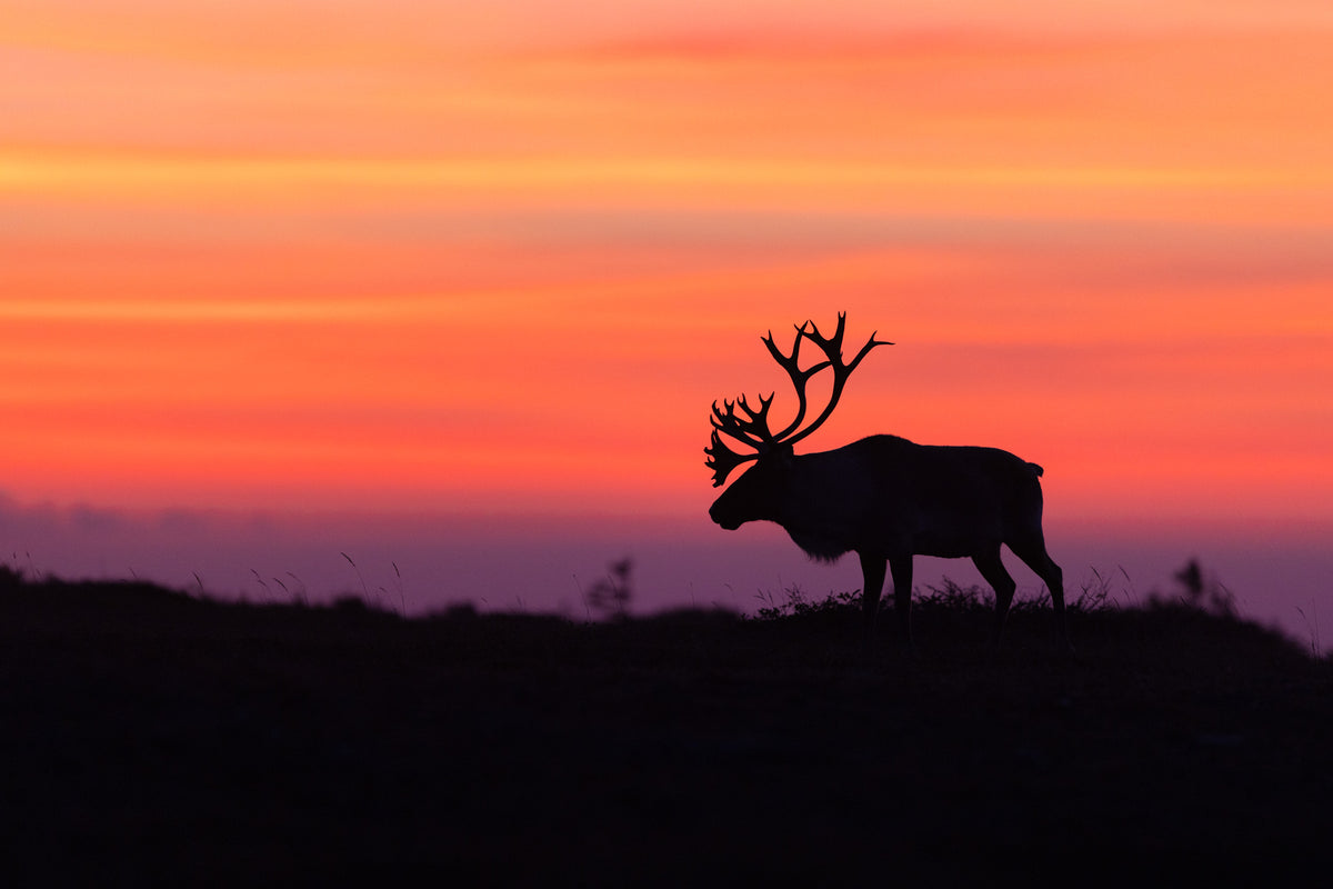 Silhouette d’un caribou aux grands bois devant un spectaculaire ciel rouge et orangé au coucher du soleil.