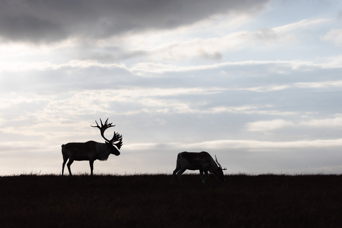 Silhouettes de caribous aux grands bois sur une crête sous un vaste ciel nuageux.