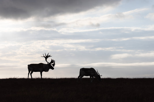 Silhouettes de caribous aux grands bois sur une crête sous un vaste ciel nuageux.
