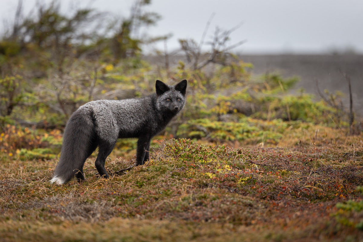 Renard argenté adulte debout dans la végétation sauvage, montrant son pelage noir aux nombreux reflets argentés.