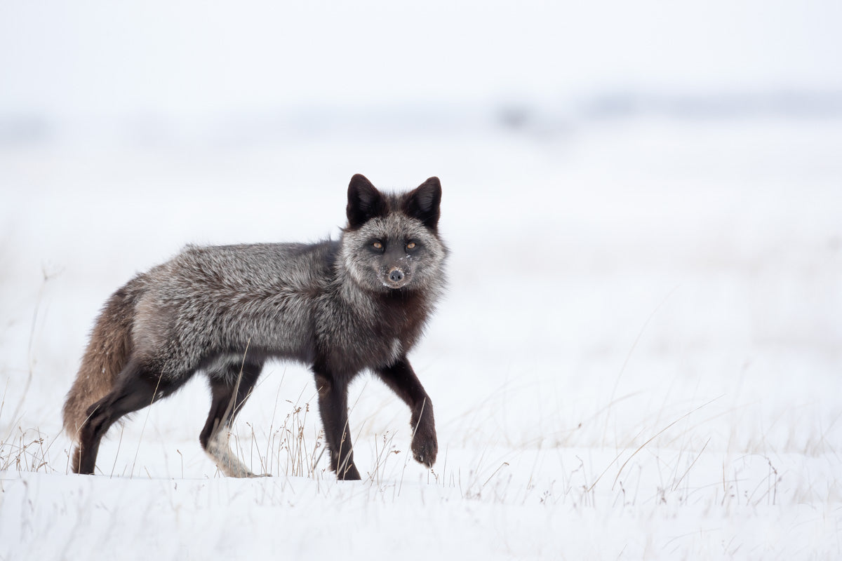 Renard argenté adulte marchant dans un vaste paysage enneigé, son pelage sombre contrastant avec la neige blanche.