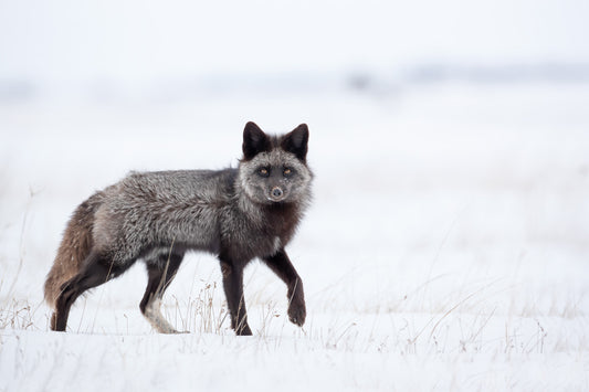 Renard argenté adulte marchant dans un vaste paysage enneigé, son pelage sombre contrastant avec la neige blanche.
