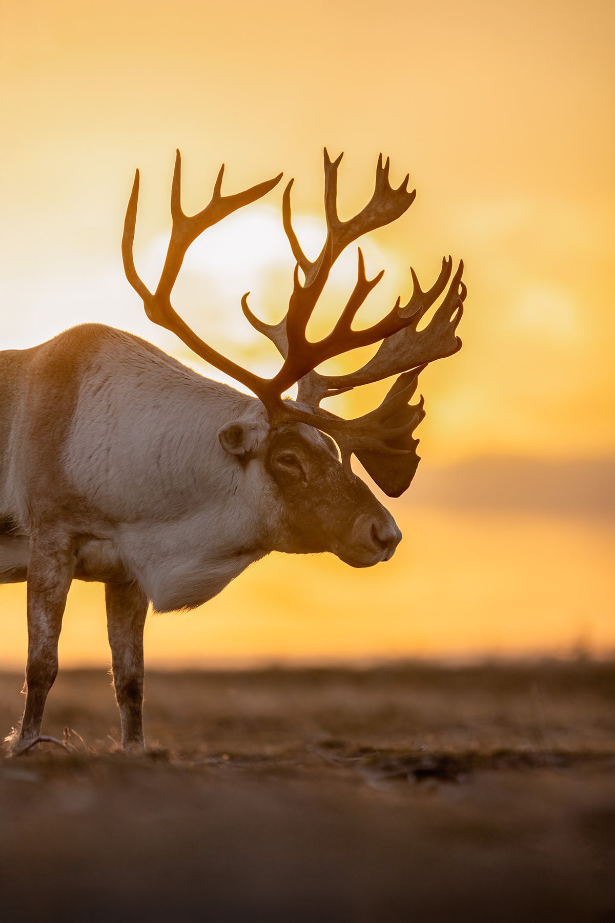 Grand caribou aux bois imposants photographié dans la lumière dorée du matin.