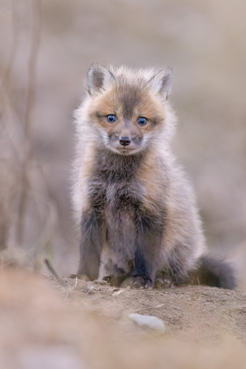 Très jeune renardeau âgé d’environ un mois, aux yeux bleutés et au pelage duveteux, lors de l’une de ses premières sorties hors de la tanière.