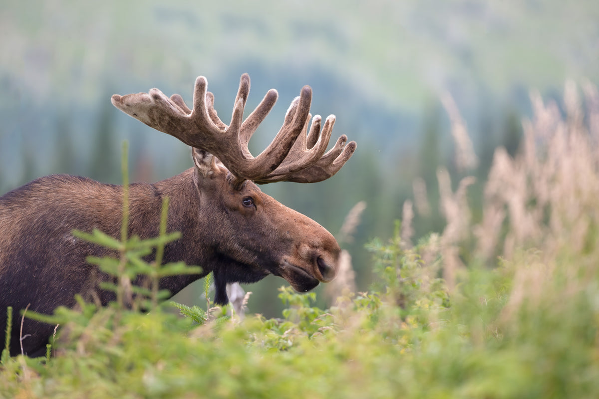 Deux orignaux mâles aux imposants bois recouverts de velours dans la végétation estivale.