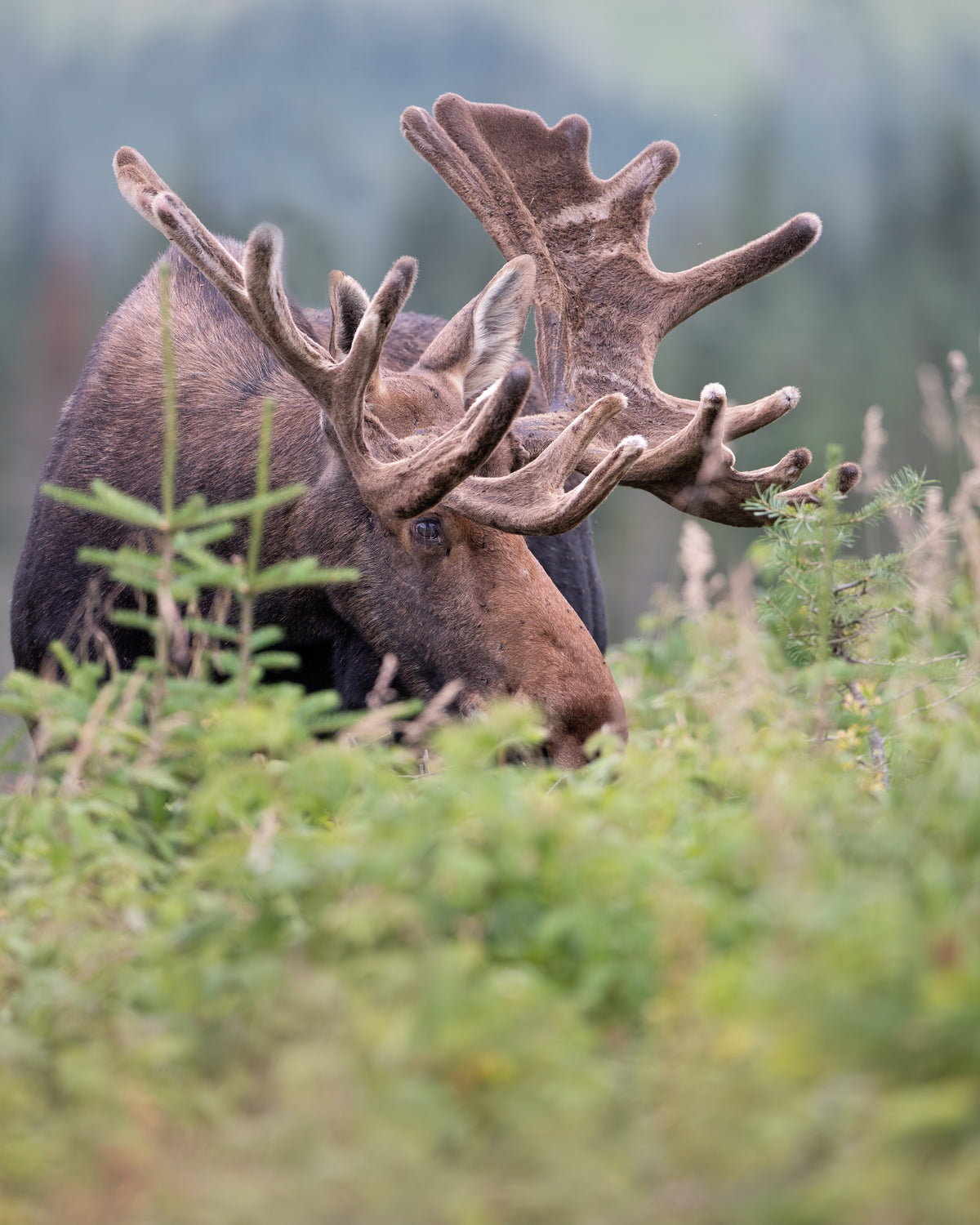 Deux orignaux mâles aux imposants bois recouverts de velours dans la végétation estivale.