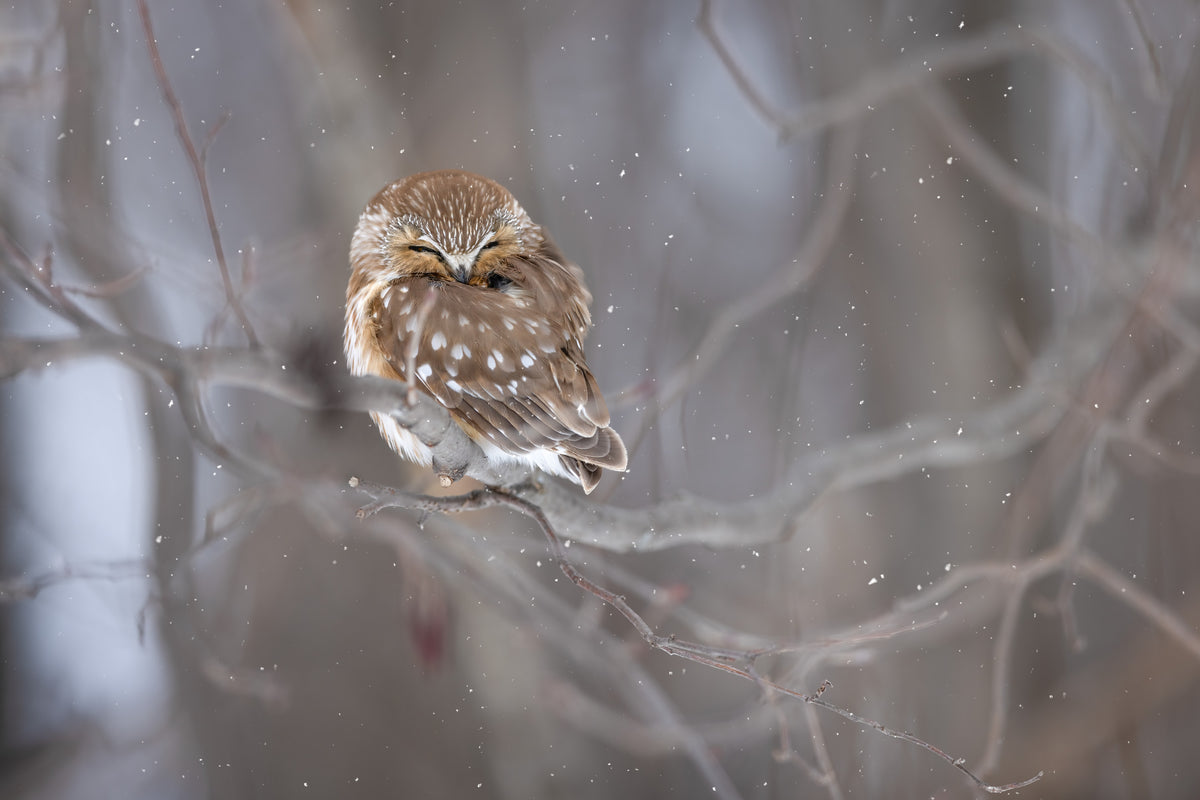 Petite nyctale endormie sur une branche dans une forêt du Québec, le bec enfoui dans ses plumes tandis que des flocons de neige tombent autour d'elle.