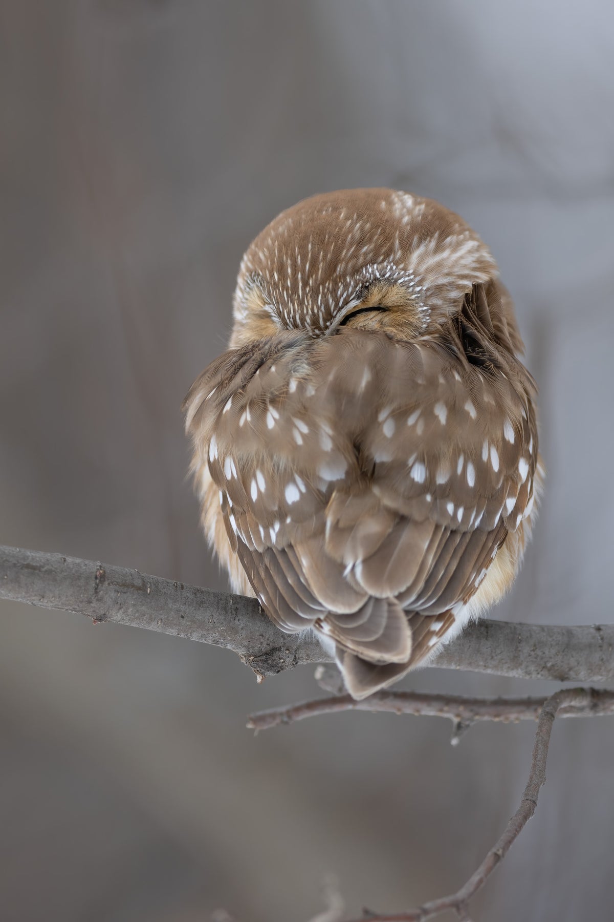 Portrait vertical d'une petite nyctale assoupie sur une branche, vue de dos, la tête enfouie dans son plumage brun tacheté de blanc.