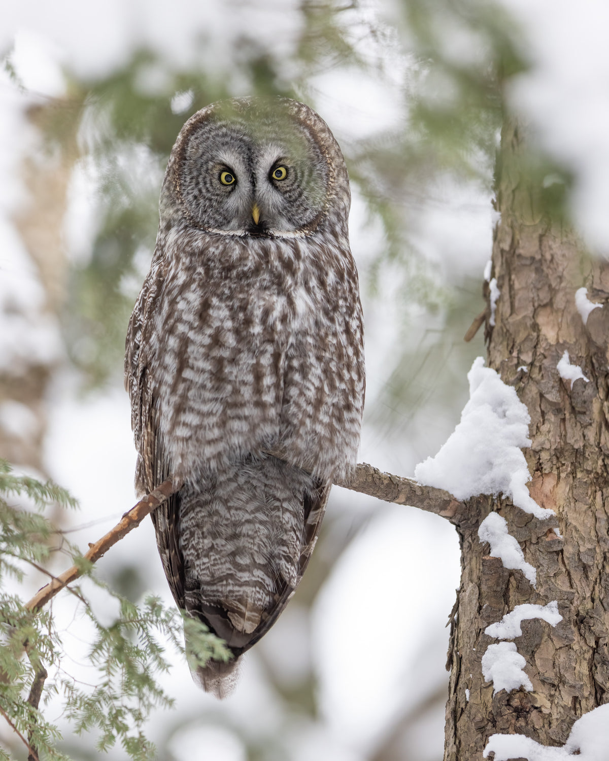 Chouette lapone aux yeux jaunes perchée sur une branche, entourée de conifères et de neige dans une forêt hivernale du Québec.
