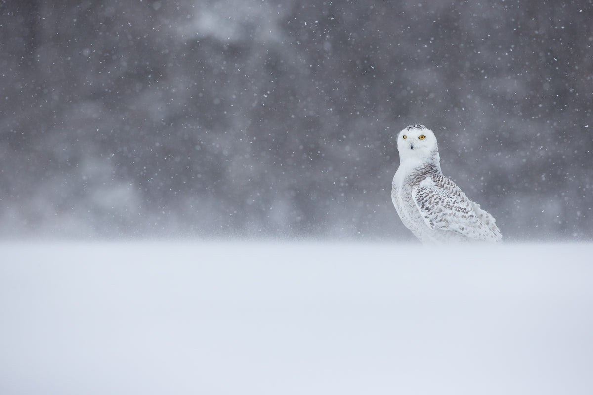 Harfang des neiges au plumage blanc et brun, debout dans un paysage enneigé du Québec, sous une chute de neige, avec une forêt sombre en arrière-plan.