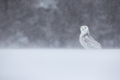 Harfang des neiges au plumage blanc et brun, debout dans un paysage enneigé du Québec, sous une chute de neige, avec une forêt sombre en arrière-plan.