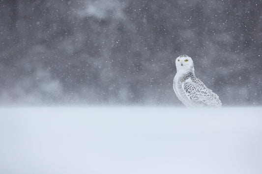 Harfang des neiges au plumage blanc et brun, debout dans un paysage enneigé du Québec, sous une chute de neige, avec une forêt sombre en arrière-plan.