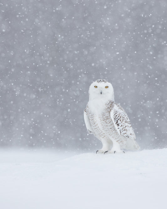 Harfang des neiges aux yeux jaunes, debout sur une étendue de neige au Québec, entouré de flocons tombant devant un arrière-plan gris.