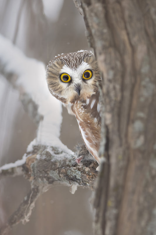 Petite nyctale aux grands yeux jaunes regardant vers l'objectif depuis l'arrière d'un tronc d'arbre enneigé, avec quelques flocons sur la tête et le plumage.