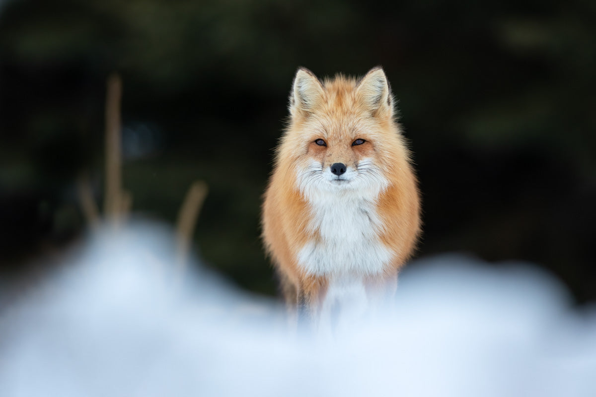 Renard roux debout dans la neige, face à l’objectif, avec son pelage d’hiver lumineux se détachant sur un arrière-plan sombre.
