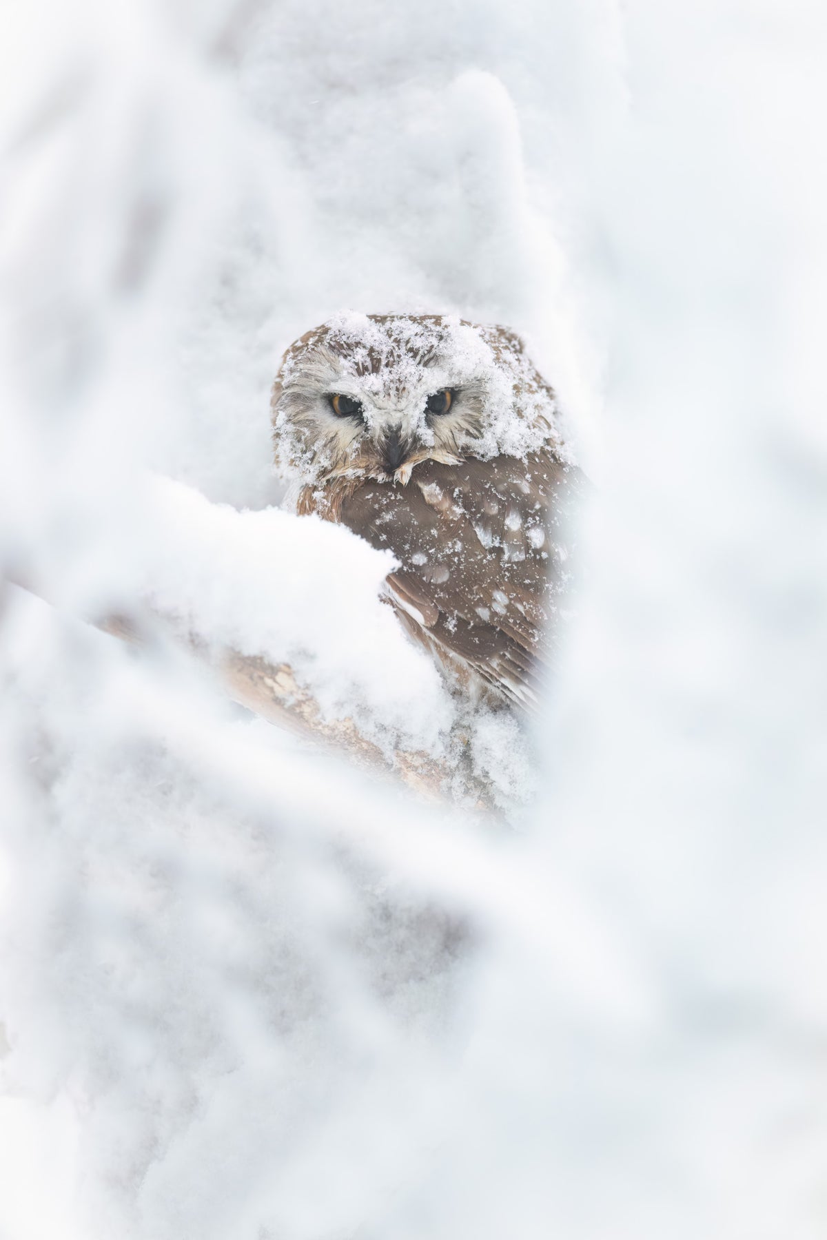 Petite nyctale au plumage couvert de neige, blottie parmi des branches enneigées, dans une composition verticale aux tons blancs et bruns.