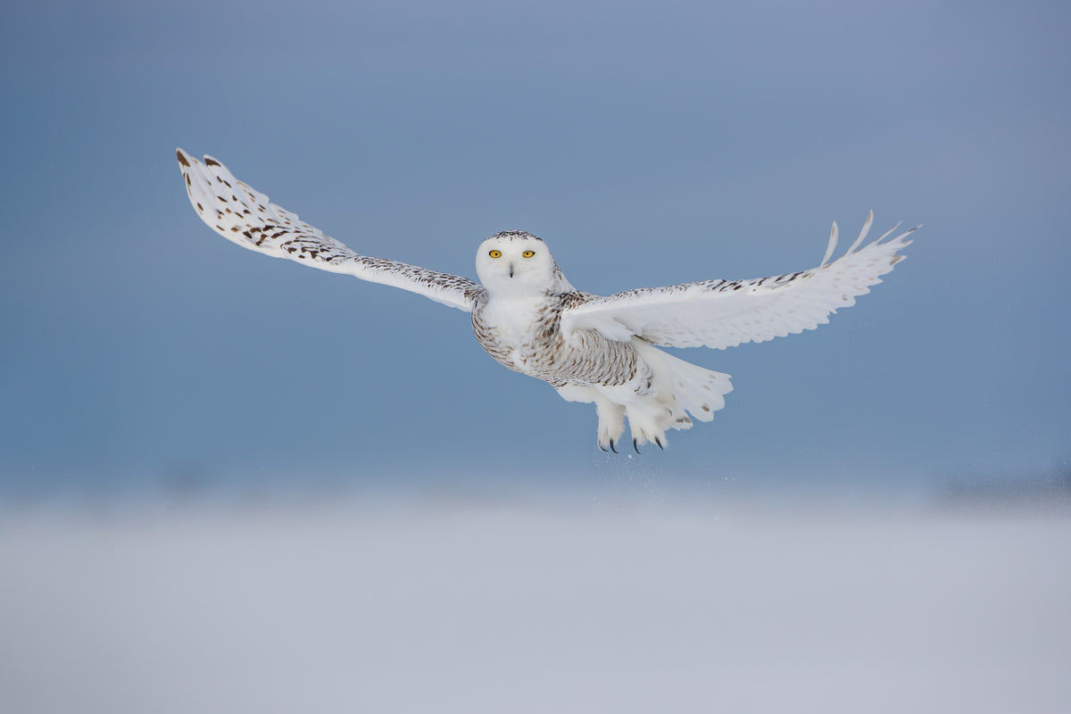 Harfang des neiges en plein envol, ailes largement déployées au-dessus de la neige, sur fond de ciel bleu au Québec.