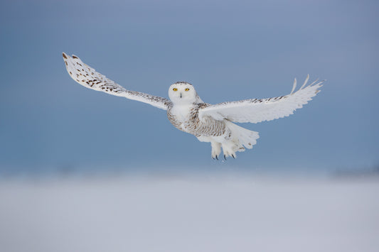 Harfang des neiges en plein envol, ailes largement déployées au-dessus de la neige, sur fond de ciel bleu au Québec.