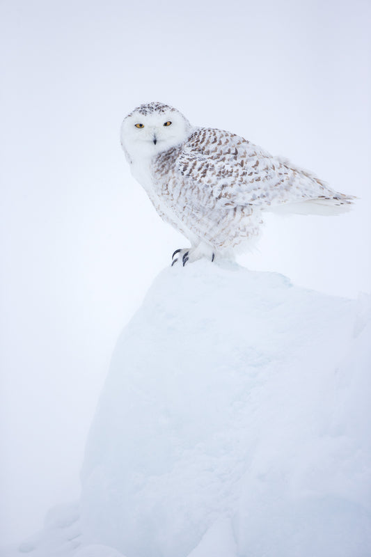 Harfang des neiges au plumage blanc tacheté de brun, perché sur un amas de neige, dans un paysage hivernal entièrement blanc.