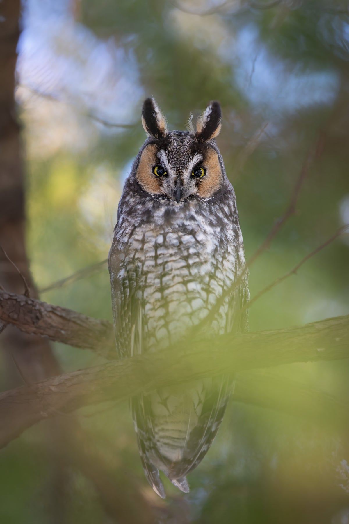 Hibou moyen-duc perché dans un arbre, ses longues aigrettes dressées et son regard jaune intense tourné vers l'objectif, entouré de végétation verte.