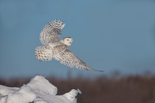 Harfang des neiges prenant son envol depuis un perchoir enneigé, les ailes blanches tachetées de brun largement déployées devant un ciel bleu.