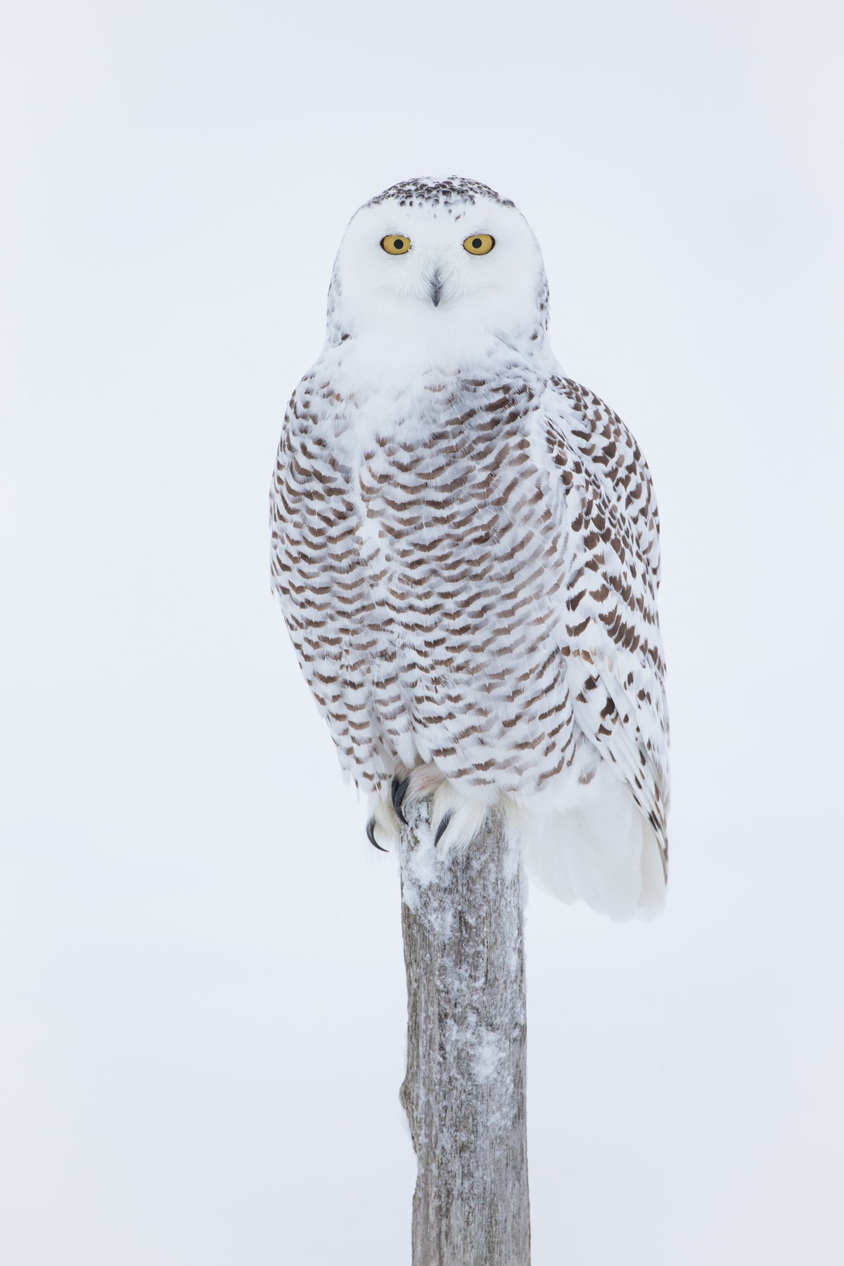 Harfang des neiges aux yeux jaunes perché sur un piquet de bois, avec un plumage blanc tacheté de brun se détachant sur un fond hivernal blanc.